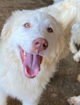 LANIA - toll, wunderschön, freundlich! - Korschenbroich