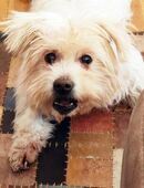 Giselle - kleine Fluse mit Handycap sucht Zuhause in 91635