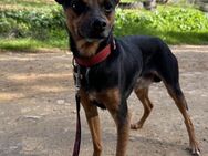 Sanfter Zwergpinscher/Prager Ratlermix# - Essen