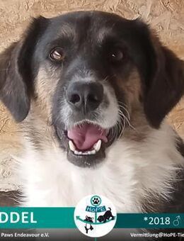 KUDDEL - 2018 - Leimen (Baden-Württemberg)