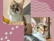 Katzen Abby und Peach suchen ein neues Zuhause - Sarstedt