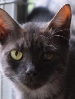 BRUNO-verschmuster, freundlicher Kater - Rösrath
