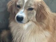 Fiona, die Zaghafte 🐾 - Elsdorf (Nordrhein-Westfalen)