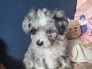 Maltipoo Babys - Weilerswist