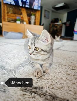 3 süße reinrassige BKH Kätzchen Kitten abgabebereit - Welzheim