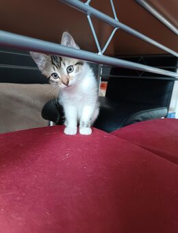Kleine Katzen suchen ein neues Zuhause - Aindling