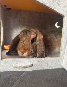 Luna sucht dringend ein Zuhause /Zwergkaninchen - Saarlouis