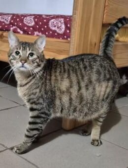 Kater 826778 stellt sich vor - Köln