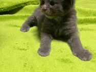 XXXL- reinrassige Maine Coon Babys erster Wurf, gesund und munter! Beide Eltern besitzen Stammbaum. - Bielefeld Zentrum