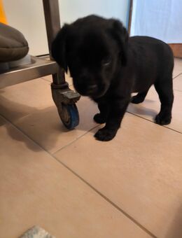 Reinrassige Labrador Welpen - Riedenburg