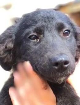 Hundebub SHADE - Gefrees