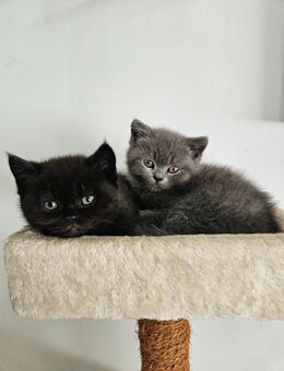Britisch Kurzhaar kitten zu verkaufen - Hofheim (Taunus)