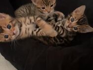 Katzenbabys - Frankenthal (Pfalz) Zentrum