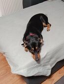 Zwergpinscher Mix Hündin 8 Monate in 66955