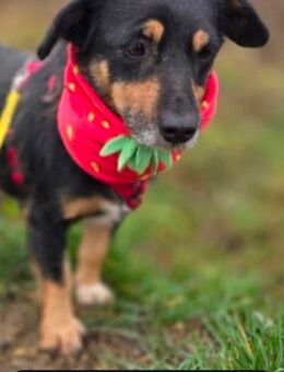 Unsere tolle nschwarz-braune Dackelmischlingshündin Floh ca 8-9J ca 25-cm - Hohe Börde