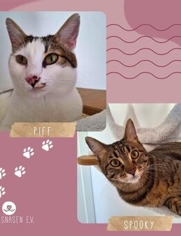 Kater Piff und Spooky suchen ihr Zuhause oder eine Pflegstelle - Hohenwart