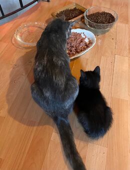 BARNY - Kater, Kitten abzugeben - Höchst (Odenwald)