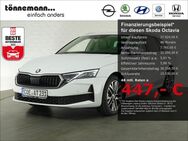 Skoda Octavia, COMBI SELECTION TDI SITZ, Jahr 2024 - Coesfeld