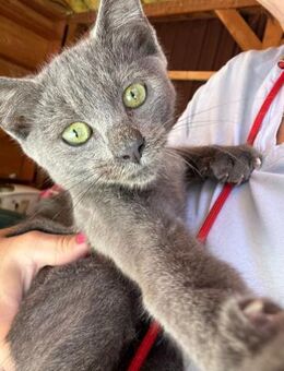 Russisch Blau Luigi sucht DICH! - Walluf