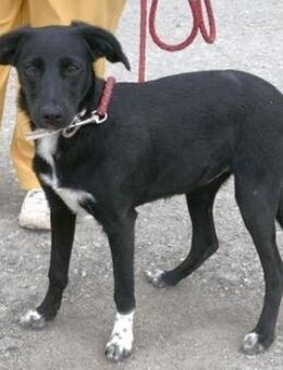 Hawaii ist sehr lieb und feinfühlig - Karben