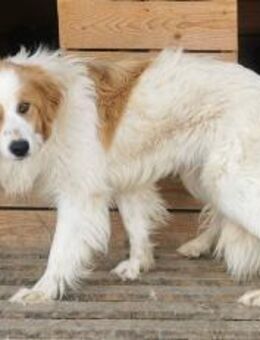 Nancy sucht ein liebevolles Zuhause - Blankenheim (Nordrhein-Westfalen)