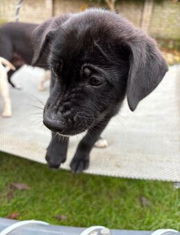 1. kleiner Mann sucht noch ein schönes zu Hause. - Loissin