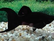 Black Molly - Hohenroth