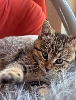 Noch 1 weibliches Russisch-Blau-Mix Kätzchen Kitten - Florstadt