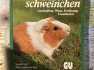 Meerschweinchen - Hannover Ahlem-Badenstedt-Davemstedt