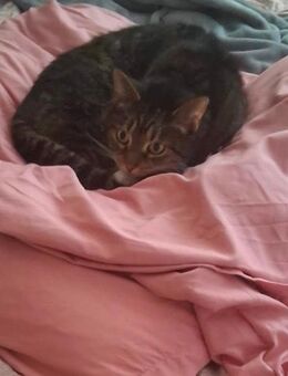 Suche ein neues liebevolles zuhause für meine Katze Kitty - Berlin