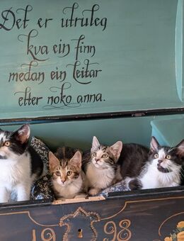 Kitten suchen liebevolles Zuhause - Oranienburg Zentrum