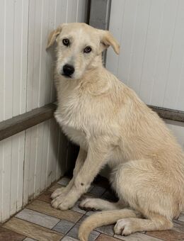 Luigi sucht sein Glück - Celle