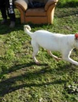 Angel - geb. 01/2018 - Remagen