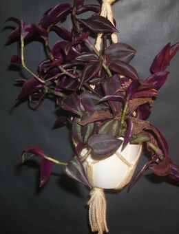 tradescantia purple hill - Gladbeck