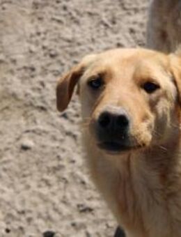 Pflegestelle gesucht für unseren Toffee - Celle