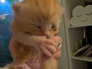 4 kleine Kitten suchen zu Hause - Bonn Tannenbusch