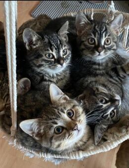 Bengal x blue BKH - Risum-Lindholm