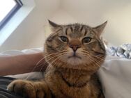 Süßer kater - Bremen