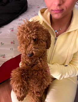 Brauner Toy Pudel Welpe sucht ein liebevolles Zuhause❤️ - Ottobrunn