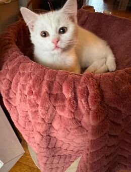 Türkisch Angora/BKH Mix 07.09.25 geboren - Berlin Mitte