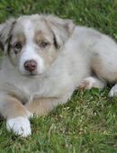 Australian Shepherd Welpen mit ASCA Pap. suchen gerne eine Familie in 24997