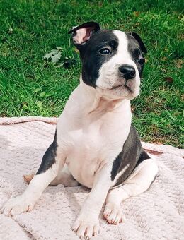 American Bully Welpen - Überherrn