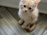 Maine-Coon Kitten - Dortmund