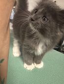 Maine Coon kitten alte line in 88161