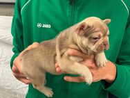 Französisch Bulldog Babys - Calw