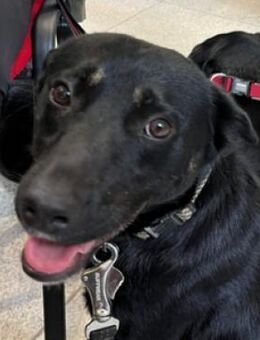 NERO musste an der Kette leben - Gefrees