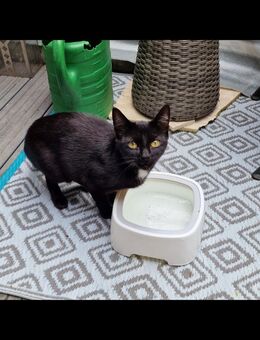 Wunderschöne pechschwarze Katze mit weißem Latz ❤️❤️❤️ - Südlohn