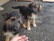 Elma und Emery suchen ein Zuhause - Enger (Widukindstadt)