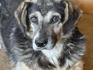 Willi läuft die Zeit davon 🐾 - Elsdorf (Nordrhein-Westfalen)