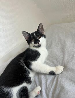 Katte/ Kitte/ Männliche Katze - Oberhausen